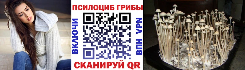 Псилоцибиновые грибы Cubensis Каменск-Шахтинский